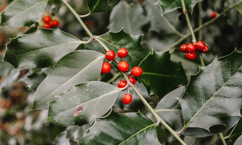 Sinterklaas en kerst cadeautjes voor tuinliefhebbers