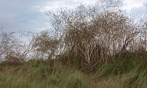 Zwarte mosterd (Brassica nigra)