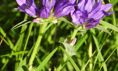 Kluwenklokje (Campanula glomerata)
