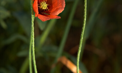 Bleke klaproos (Papaver dubium)