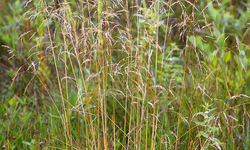 Ruwe smele (Deschampsia cespitosa)