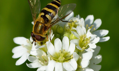 Grijskruid (Berteroa incana)