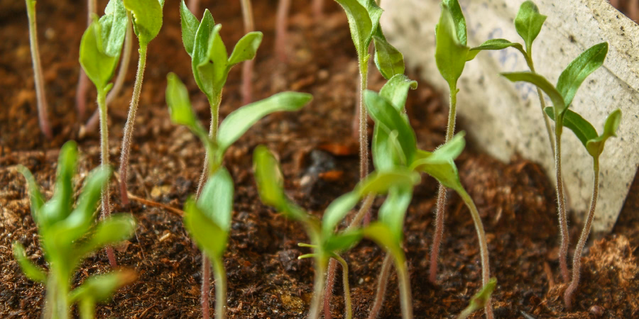 Zaden.eco is nu biologisch gecertificeerd