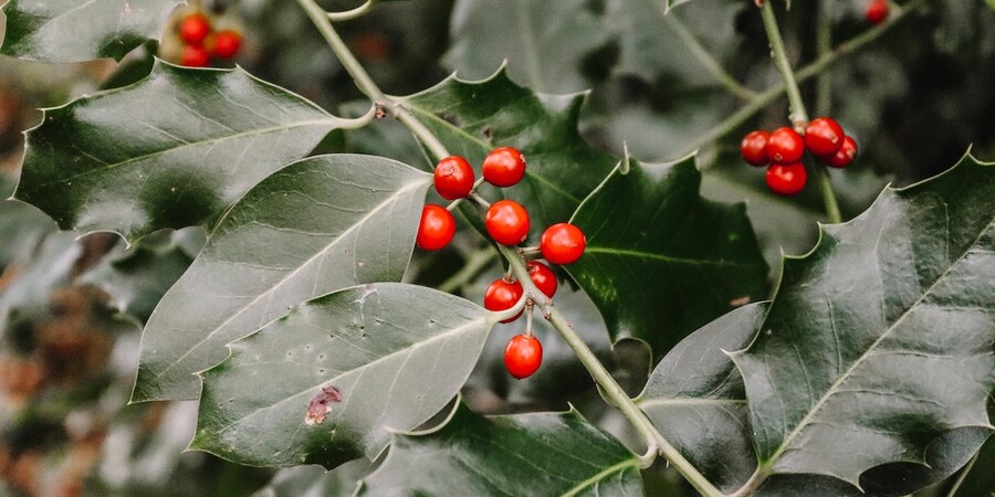 Sinterklaas en kerst cadeautjes voor tuinliefhebbers