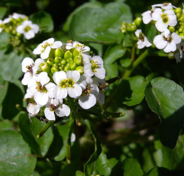 Witte waterkers (Nasturtium officinale) zaden