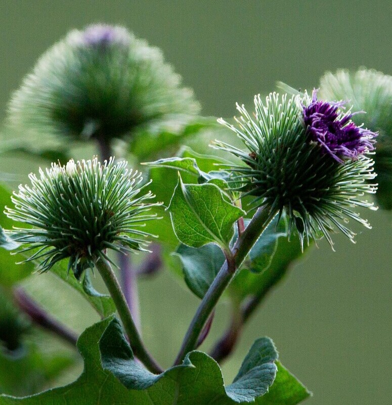 Grote klit BIO (Arctium lappa) zaden