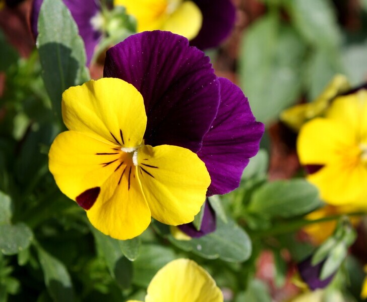 Driekleurig viooltje (Viola tricolor ssp. tricolor) zaden