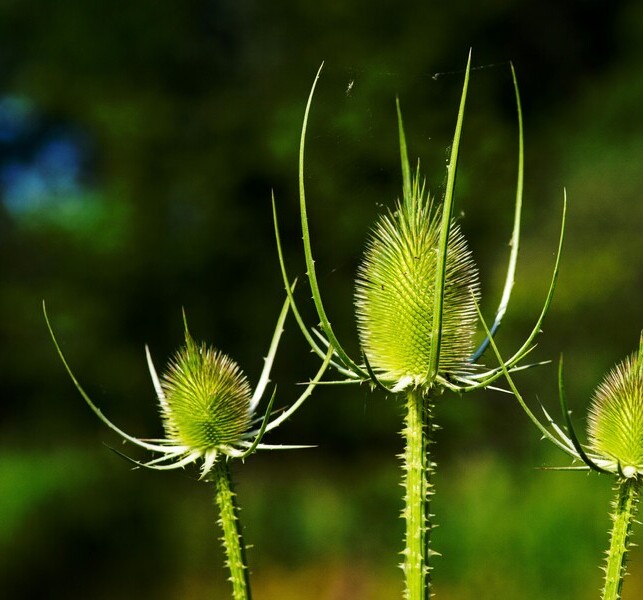 Grote kaardenbol BIO (Dipsacus fullonum) zaden