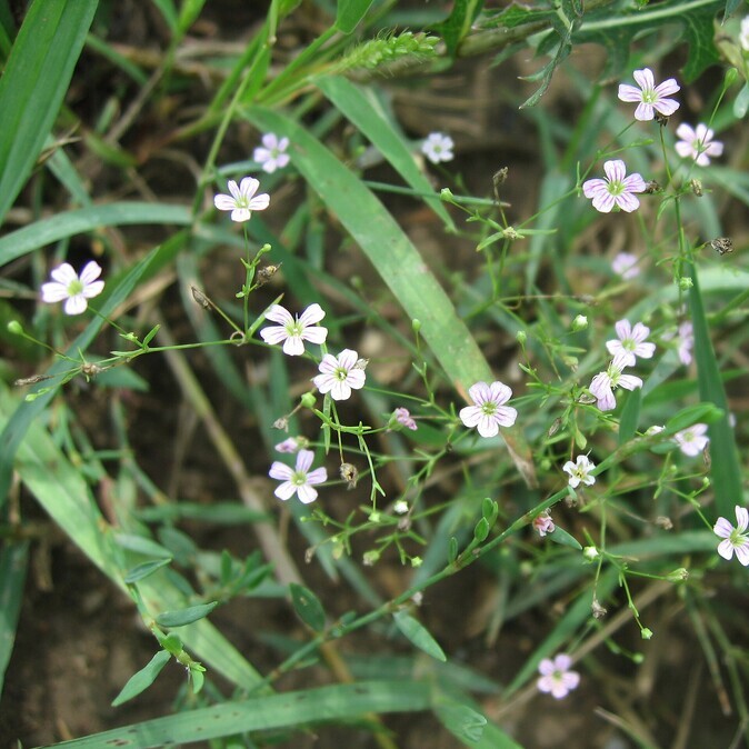 Gipskruid (Gypsophila muralis) zaden