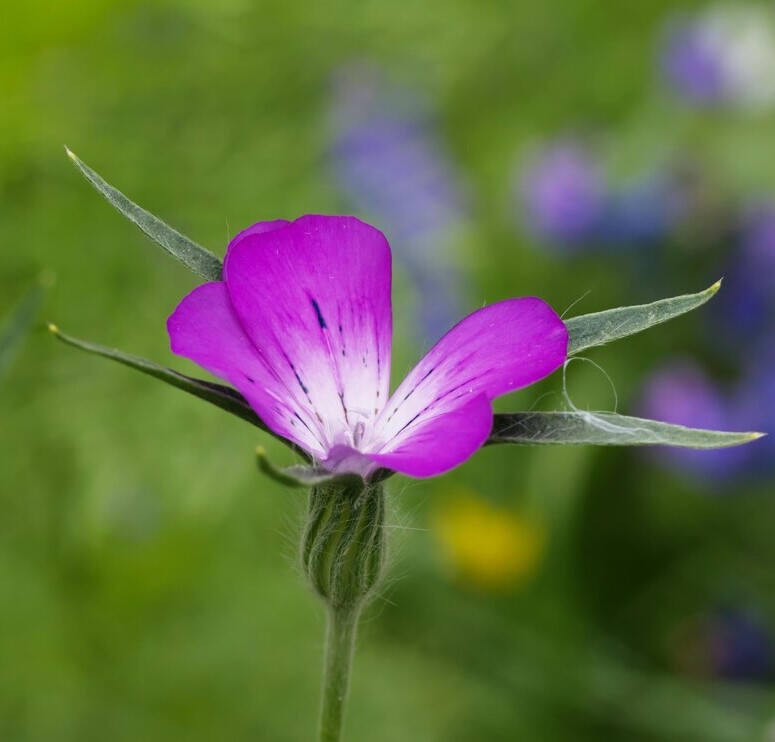 Bolderik BIO (Agrostemma githago) zaden