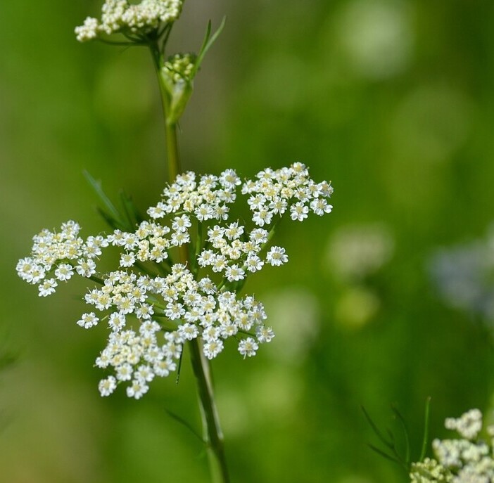 Karwij BIO (Carum carvi) zaden