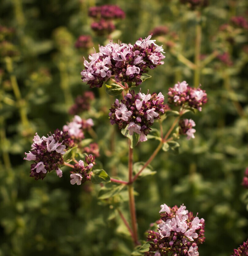Wilde marjolein BIO (Origanum vulgare) zaden