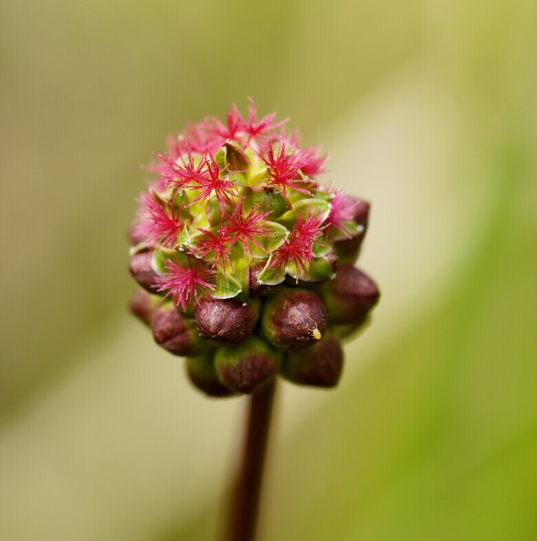 Kleine pimpernel BIO (Poterium sanguisorba ssp. sanguisorba) zaden