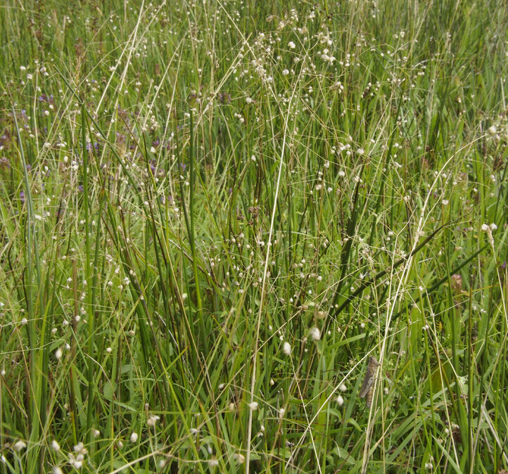 Bevertjes (Briza media) zaden