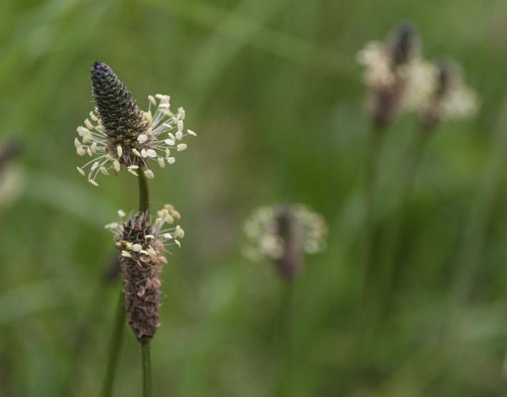 Smalle weegbree BIO (Plantago lanceolata) zaden