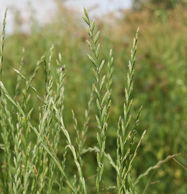 Engels raaigras BIO (Lolium perenne) zaden