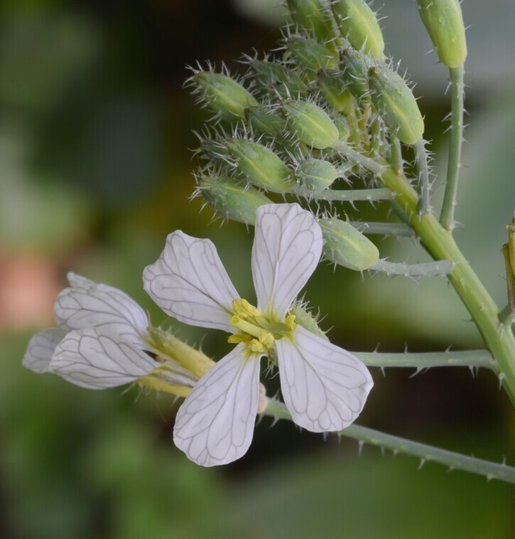 Bladrammenas (Raphanus sativus ssp. oleiferus) zaden