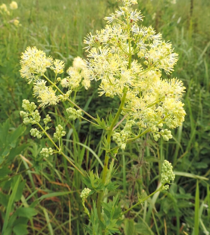 Poelruit (Thalictrum flavum) zaden