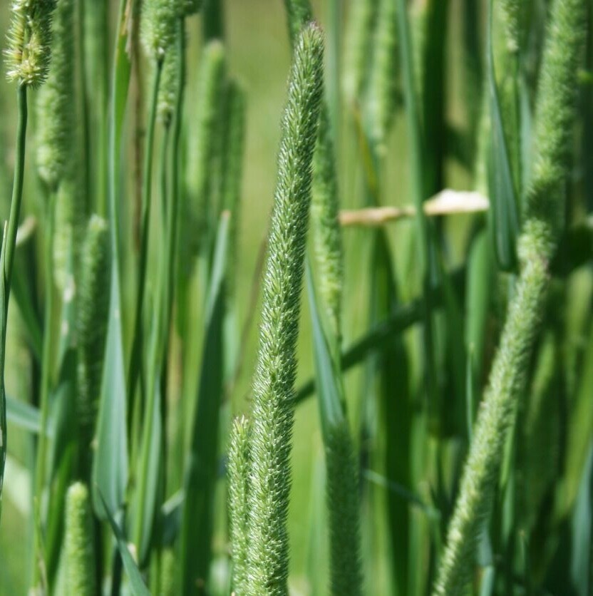 Gewoon timoteegras (Phleum pratense) zaden