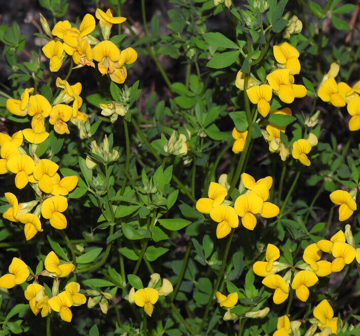 Gewone rolklaver (Lotus corniculatus var. corniculatus) zaden