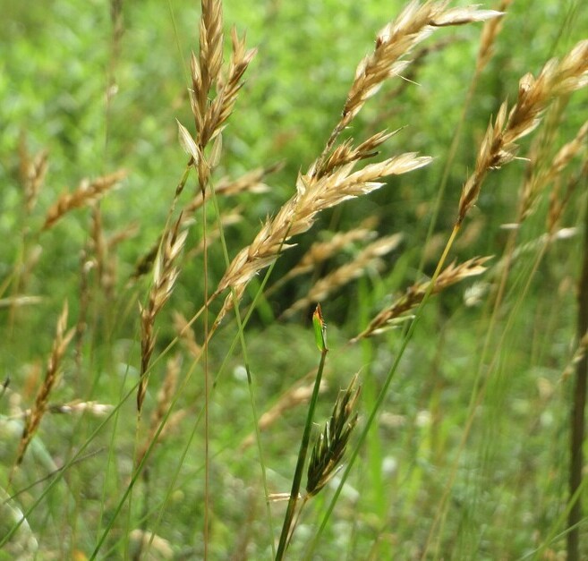 Gewoon reukgras (Anthoxanthum odoratum) zaden